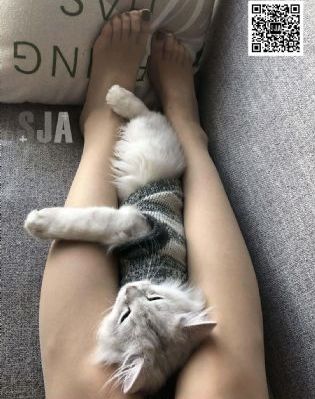 免费综艺